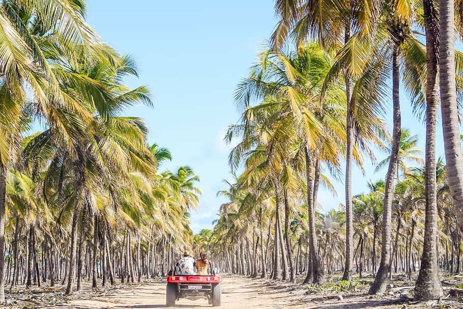 two person sitting ta back of vehicle viewing tall green coconut trees, HD wallpaper