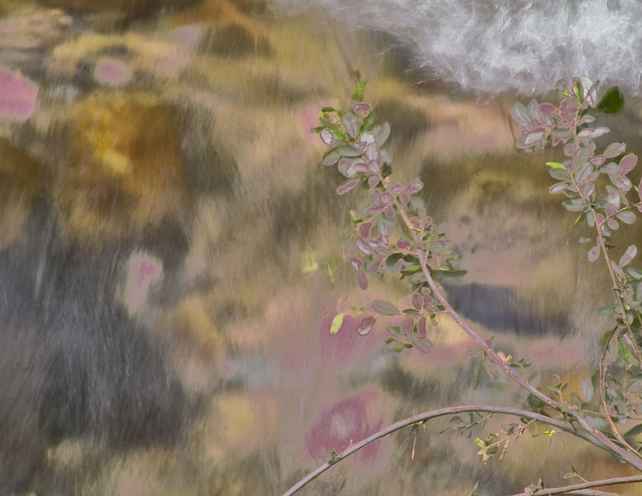 tress, river, plant, nature, water, day, window, no people HD wallpaper