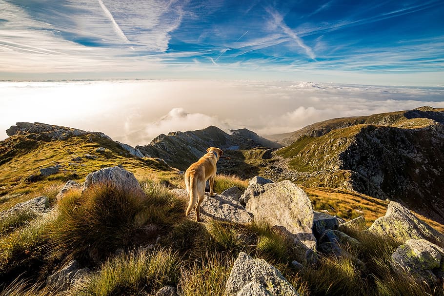 Brown and White Short Coat Dog on Mountain, adventure, clouds HD wallpaper