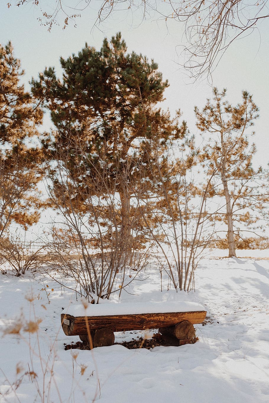 brown wooden bench beside tree, furniture, nature, outdoors, denver HD wallpaper