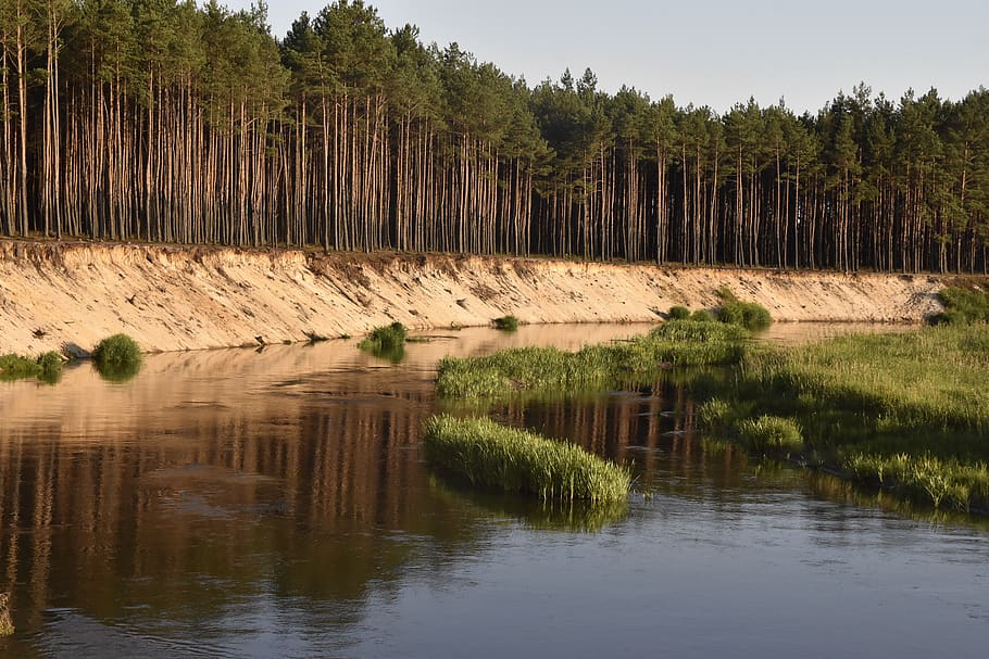 water, river, nature, landscape, forest, plant, tree, tranquil scene HD wallpaper