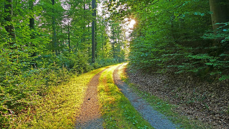 nature, landscape, forest, forest path, trees, grass, leaves HD wallpaper