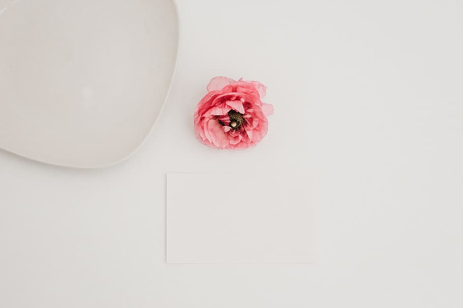 red petaled flower, flowering plant, freshness, indoors, beauty in nature HD wallpaper