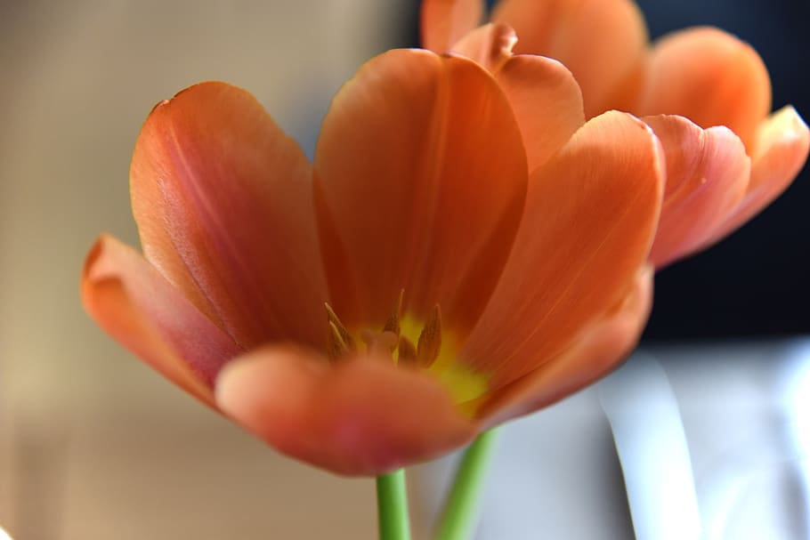 flowers, tulips, duo, two, stamens, close up, orange, flowering plant HD wallpaper