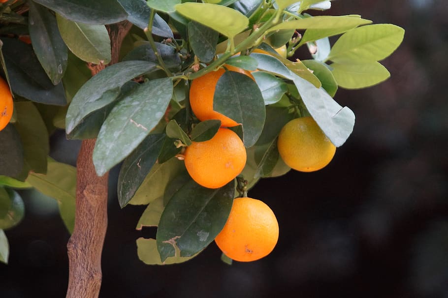 orange, orange tree, fruit, healthy, nutrition, fruits, vitaminhaltig HD wallpaper