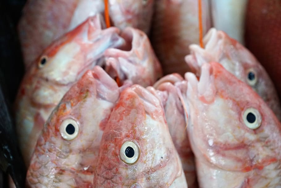 fish, eat, raw, head, food, sushi, seafood, animal, food and drink HD wallpaper