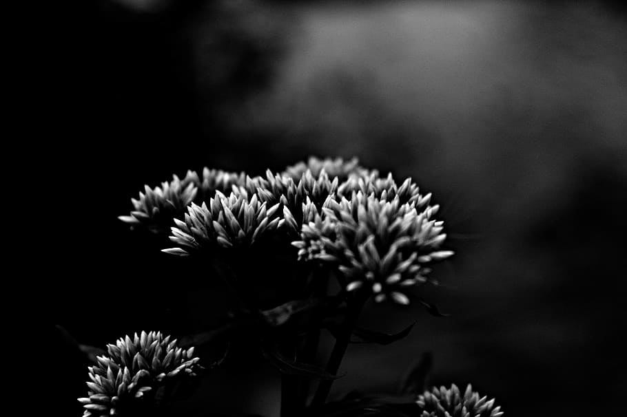 HD wallpaper: black, white, black and white, flower, sun, black flower ...