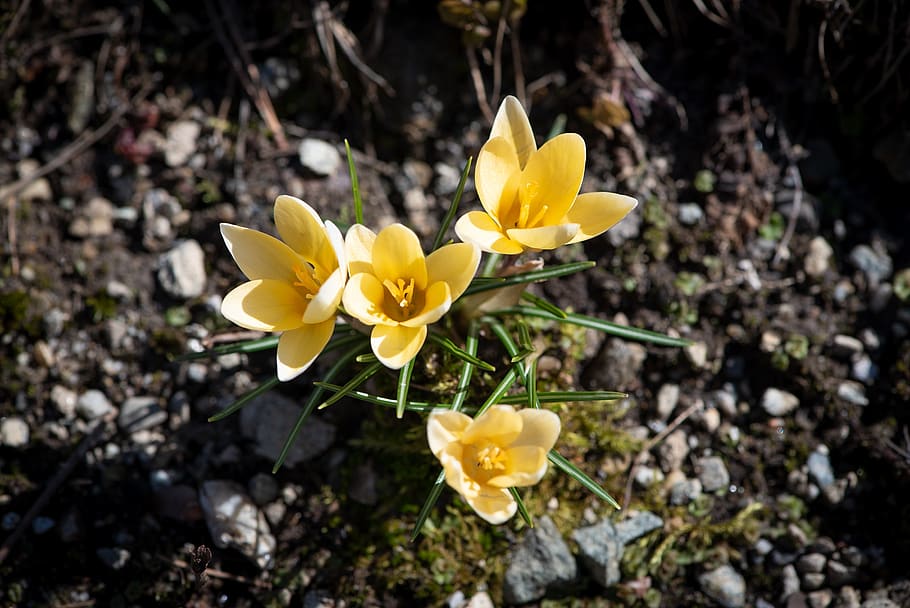 crocus, spring flowers, yellow, garden, nature, flora, close up HD wallpaper