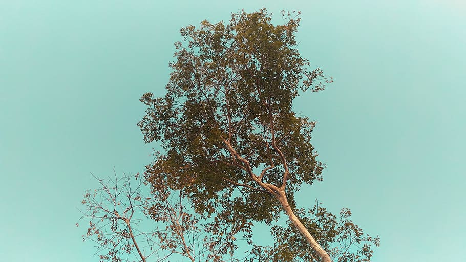 Low Angle Photo of Tree Under Cloudless Sky, bark, branch, bright HD wallpaper