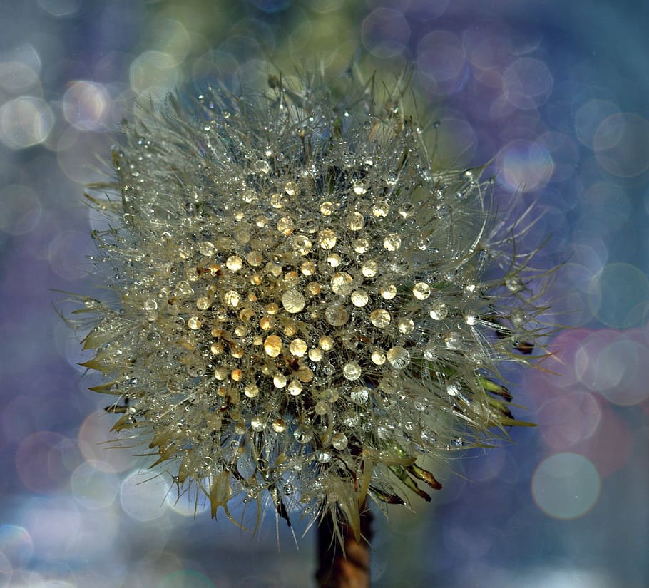 dandelion, drops, wet, dew, plant, water, flower, flowering plant HD wallpaper
