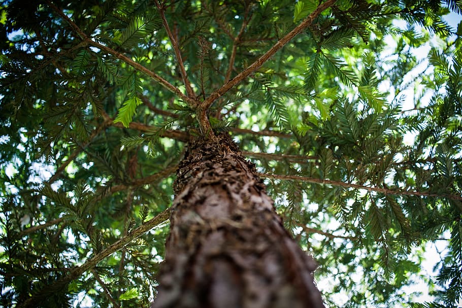 close, zoom, focus, wood, tree, green, nature, plant, low angle view HD wallpaper