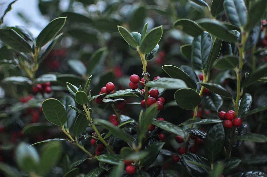 green-leafed plant, food, fruit, vegetation, bush, nature, cherry HD wallpaper