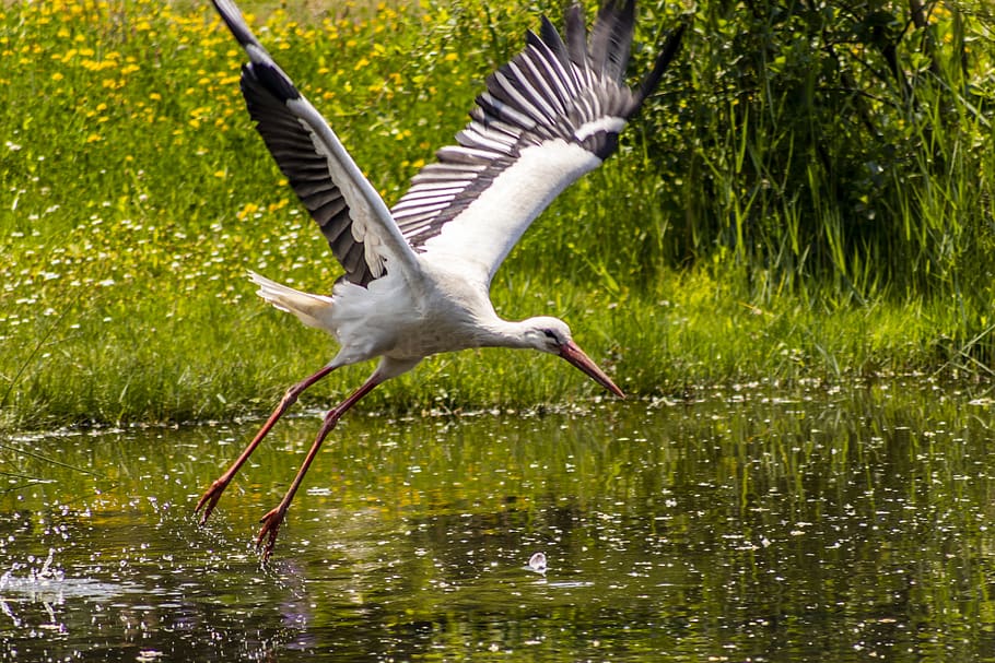 stork, flight, plumage, wing, alsace, wings, animal themes HD wallpaper
