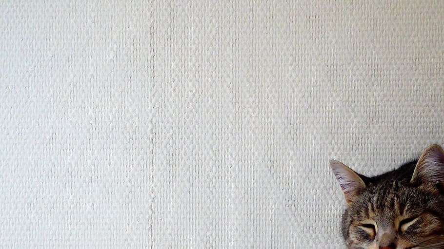 monalisa, gatto, domestic, pets, one animal, cat, domestic animals HD wallpaper