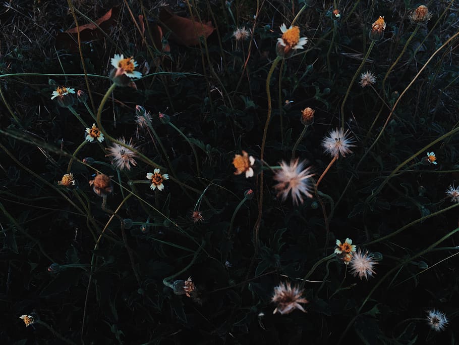 cuba, guantanamo, dark, mood, nature, flower, wild, spring HD wallpaper