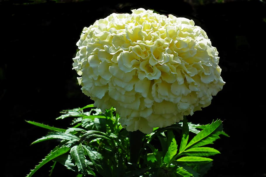 marigold, flower, spring, garden, nature, beautiful, closeup HD wallpaper