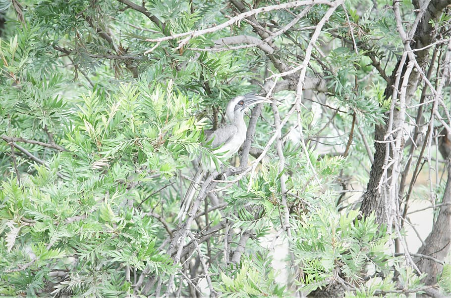 india, pune, grey, green, indian grey hornbill, nature, forest HD wallpaper