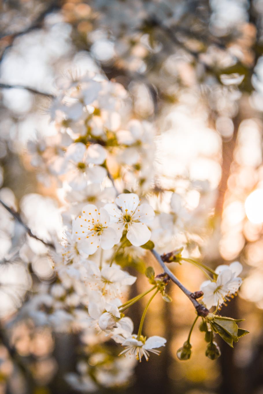 white-petaled flowers, plant, flowering plant, growth, fragility HD wallpaper