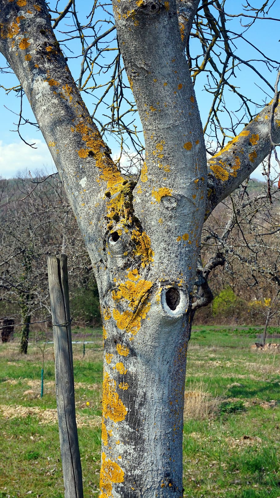 tree, bark, moss, tribe, log, nature, plant, tree trunk, no people HD wallpaper