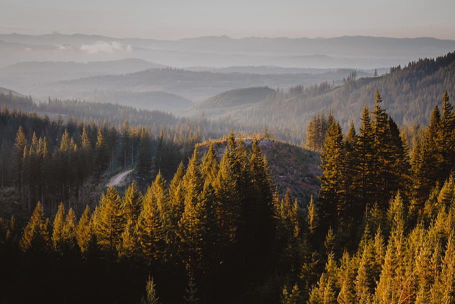 Landscape View, plant, tree, conifer, larch, abies, fir, pine HD wallpaper