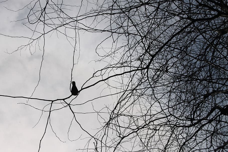 spain, valencia, trees, nature, bird, branch, vertebrate, animal themes HD wallpaper