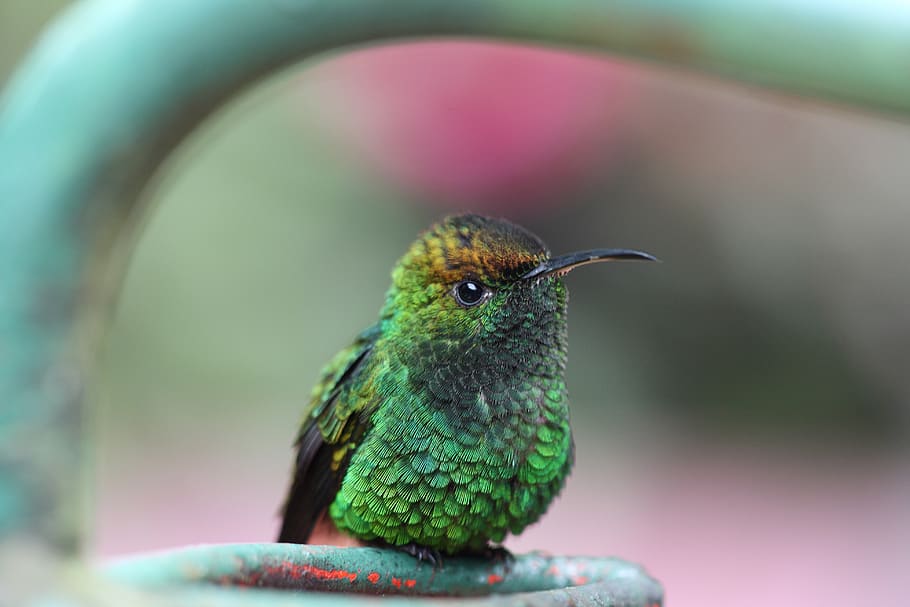 hummingbird, green, animal themes, animal wildlife, one animal HD wallpaper