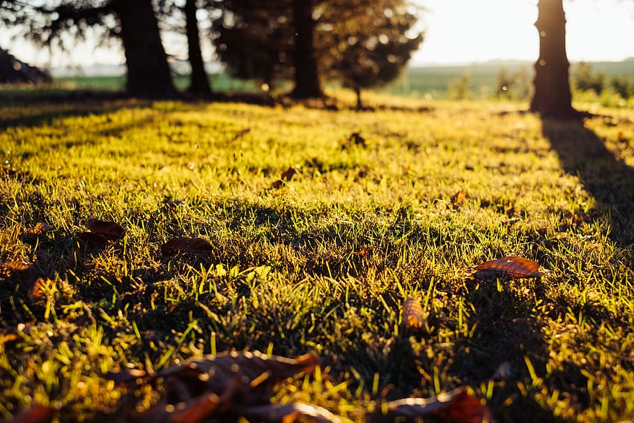 wood, vibrant, tree, sunset, spruce, smell, september, seasonal HD wallpaper