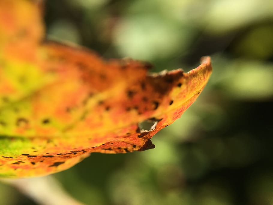 leaves, autumn, color, close-up, orange color, plant part, change HD wallpaper