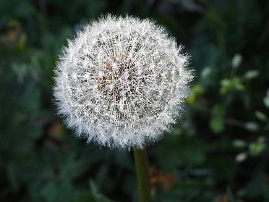 sonchus oleraceus, dandelion, plant, spring, meadow, nuns, nature HD wallpaper