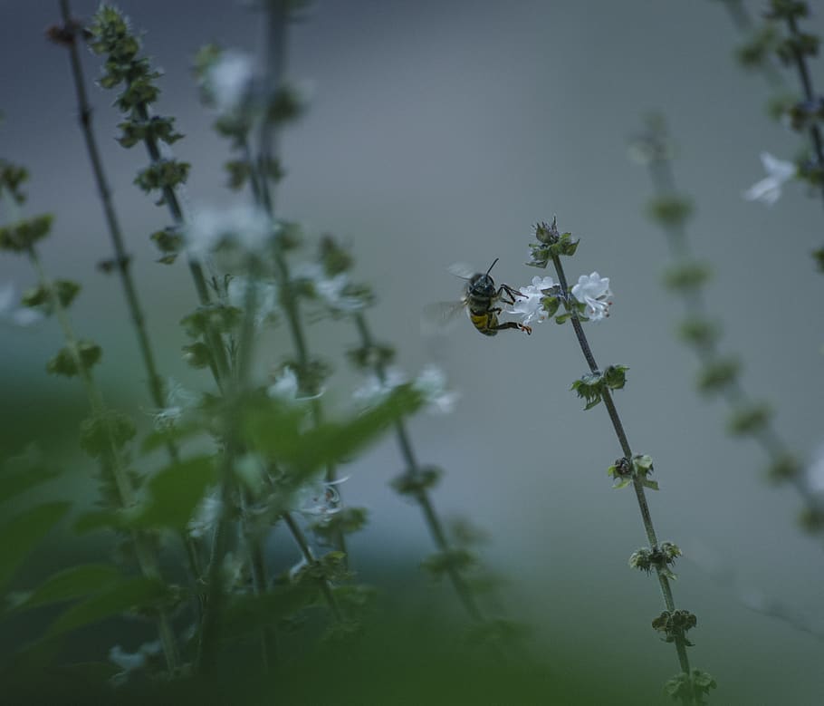 bee, polen, basil, bugs, plant, animals in the wild, invertebrate HD wallpaper