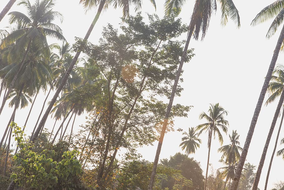 forest, palm, trees, tropical, myanmar, burma, asia, hill, village HD wallpaper