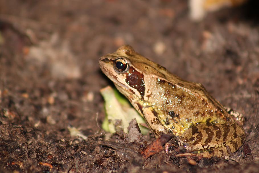 frog, one animal, animal themes, animal wildlife, animals in the wild HD wallpaper