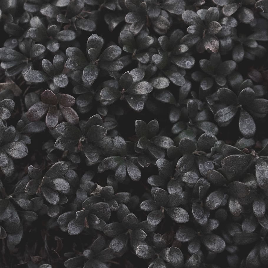 Photo of Black Petaled Flowers, black and white, color, pattern HD wallpaper