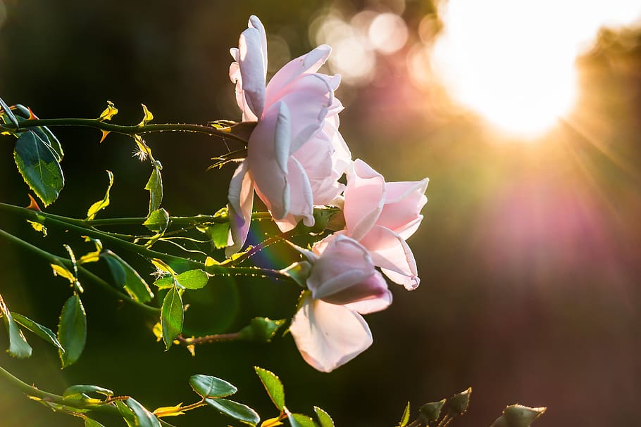 Macro Photo Pink Flowers, bloom, blossom, flora, nature, petals HD wallpaper