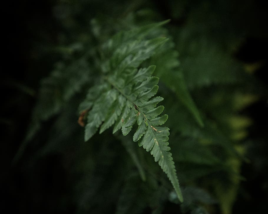 plant, fern, leaf, tree, green, nature, vegetation, forest HD wallpaper