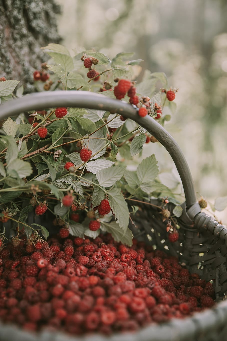 Lot berry. Малина в саду. Berries leaves чай.