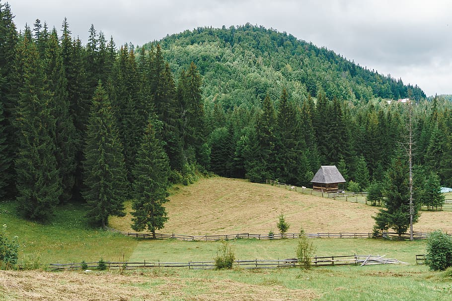 brown house near trees, plant, outdoors, fir, abies, nature, countryside HD wallpaper
