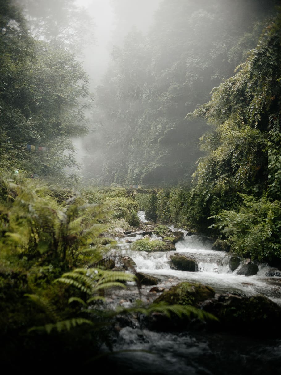 river on forest during daytime, plant, tree, scenics - nature HD wallpaper