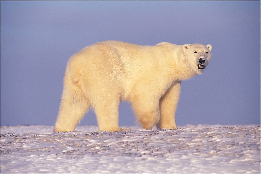 white, bear, polar, wild, animal, nature, animal themes, animal wildlife HD wallpaper