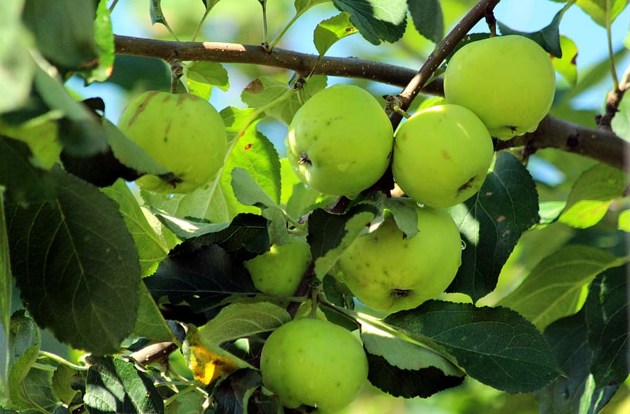 apples, branch, fruit, nature, leaves, food, outdoors, apple tree HD wallpaper