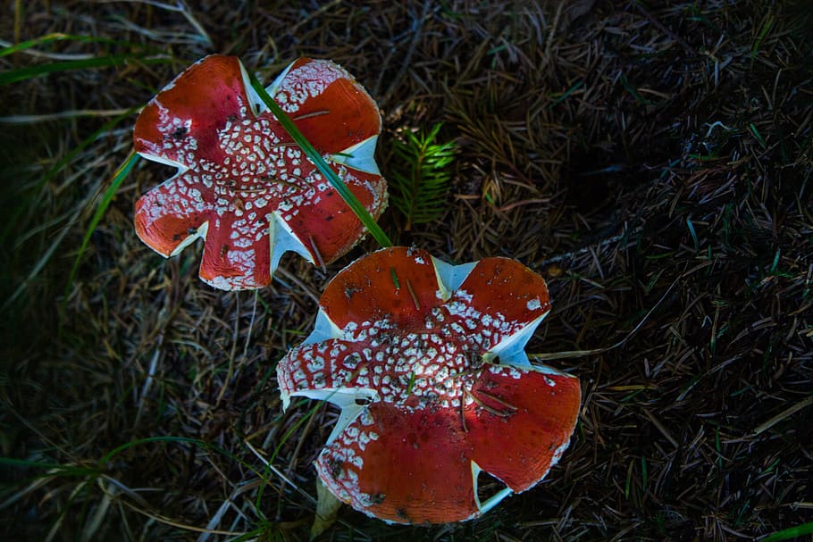 red, plant, nature, no people, fungus, close-up, growth, mushroom HD wallpaper