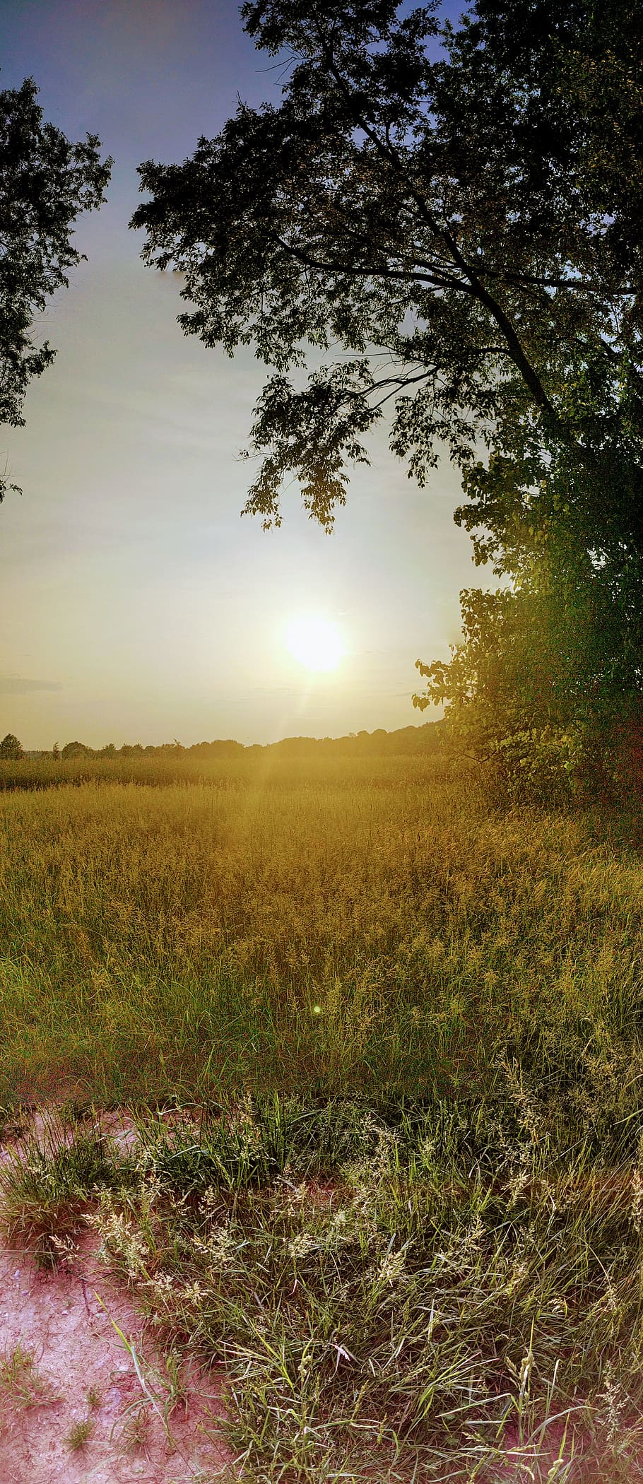 plant, tree, sky, land, field, tranquility, beauty in nature HD wallpaper