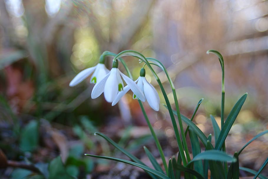 spring, early bloomer, nature, flower, plant, spring flower HD wallpaper