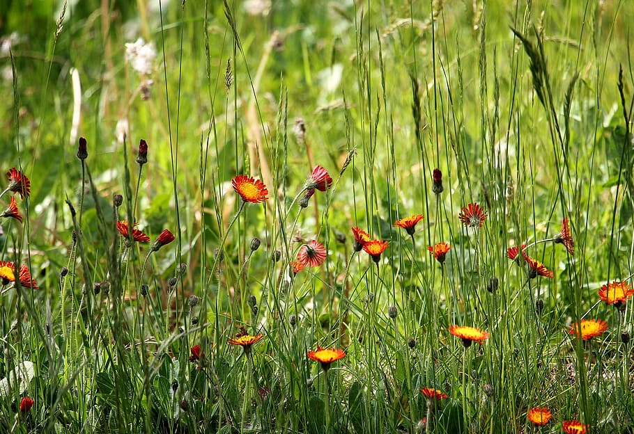 pointed, fresh, flower, wild, garden, green, nature, plant HD wallpaper