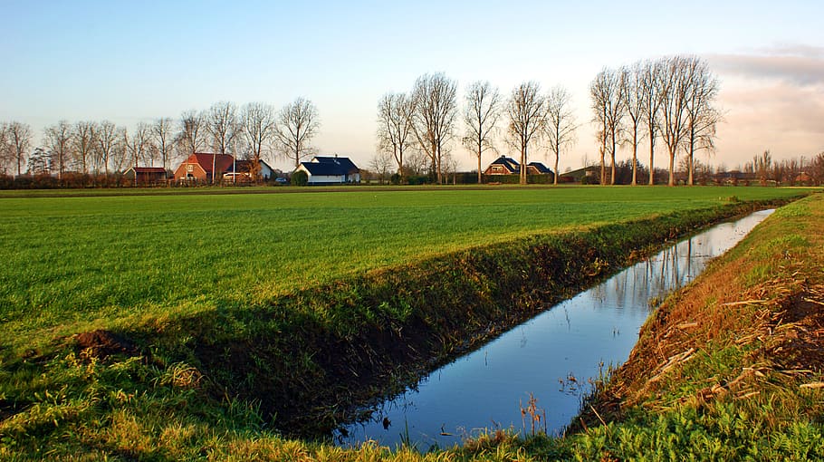 morning, pasture, row, trees, water, landscape, nature, cold HD wallpaper