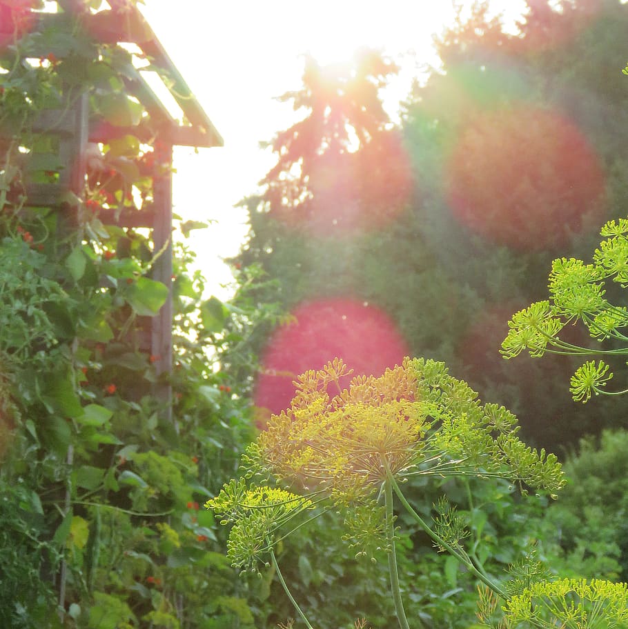 light, sun, bower, growth, garden, plants, pink, green, nature, HD wallpaper