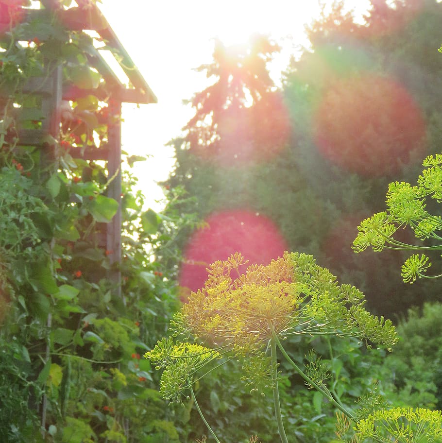 light, sun, bower, growth, garden, plants, pink, green, nature HD wallpaper