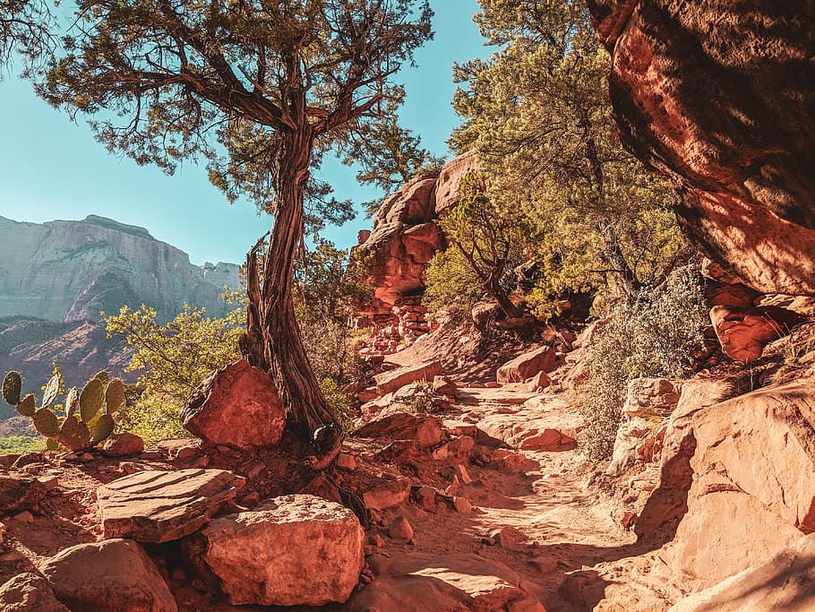 tree on rocky mountain, desert, zion, red, wildlife, deserted landscape HD wallpaper