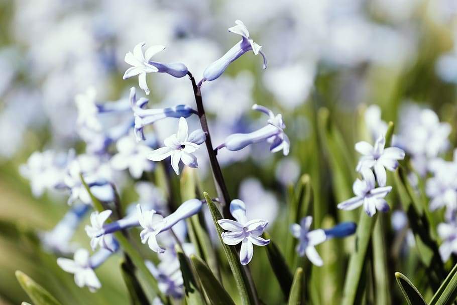plant, flower, blossom, iris, petal, spring, amaryllidaceae HD wallpaper