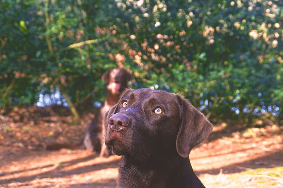 netherlands, oudemirdum, one animal, animal themes, canine HD wallpaper
